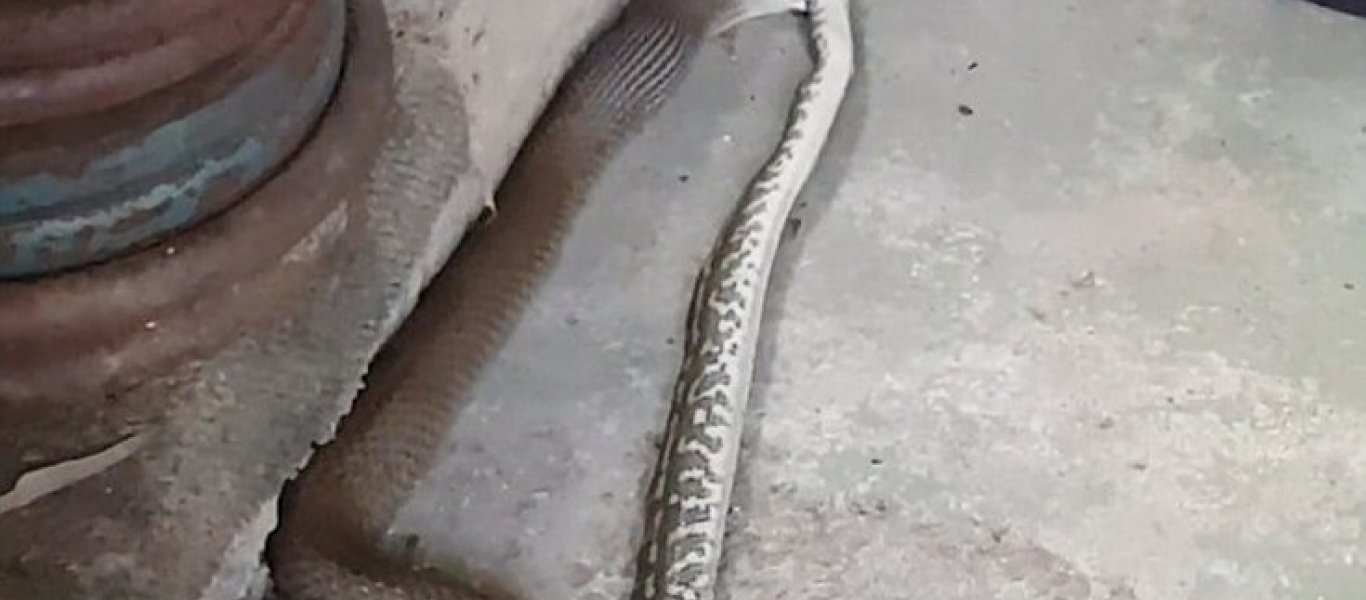 Δηλητηριώδες ανατολικό φίδι καταπίνει έναν ταπιτοπύθωνα (φωτό, βίντεο)
